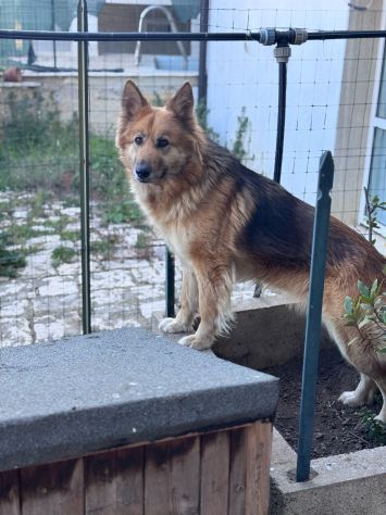 LAICA 3 ANNI SIMIL PASTORE TEDESCO PELO LUNGO STA SEMPRE SOLA LEGATA IN CAMPAGNA - Foto 5