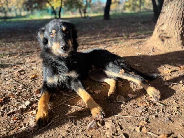 Tobia - Foto 2