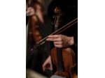 Violinista Cardano Al Campo