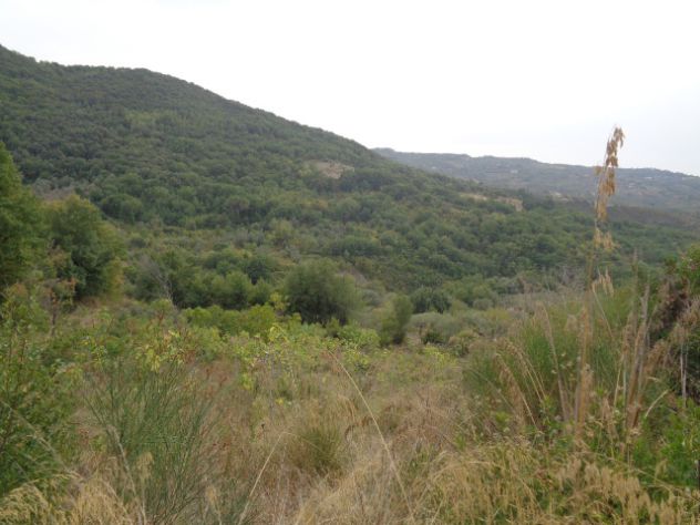 Torchiara-Terreno Con Fabbricato,Ulivi E Ficheto - Foto 5