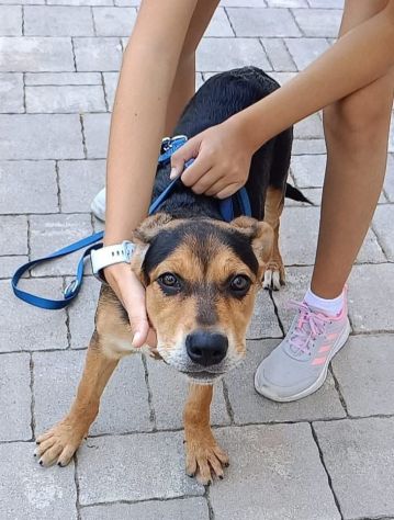Hurrà cagnolina in adozione - Foto 4