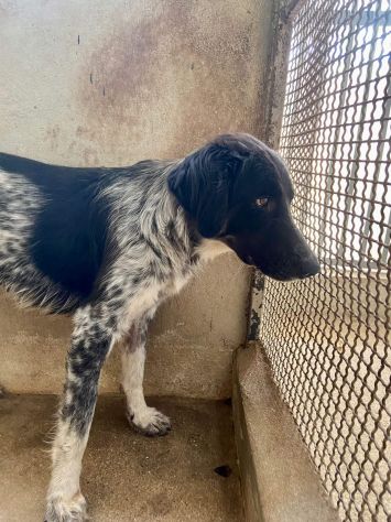 PROCOPIA, UN'OCCASIONE DI VITA, CAGNOLINA IN ADOZIONE - Foto 5