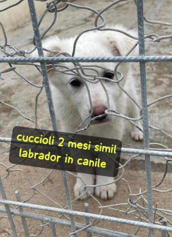 CUCCIOLI 2 MESI SIMIL LABRADOR taglia media