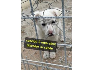 CUCCIOLI 2 MESI SIMIL LABRADOR taglia media