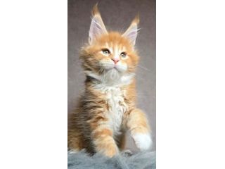 GATTINI MAINE COON Unico!