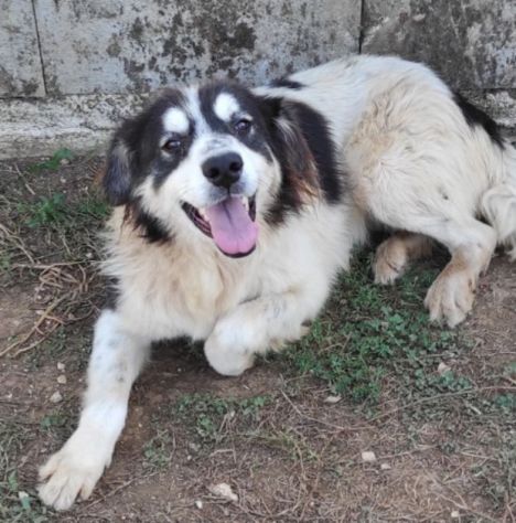 CANE IN ADOZIONE: PEGGY - Foto 8