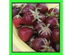 Fragola mora