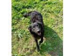 GiòGiò fantastico ed allegro cagnolino in adozione