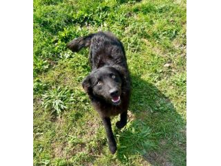 GiòGiò fantastico ed allegro cagnolino in adozione