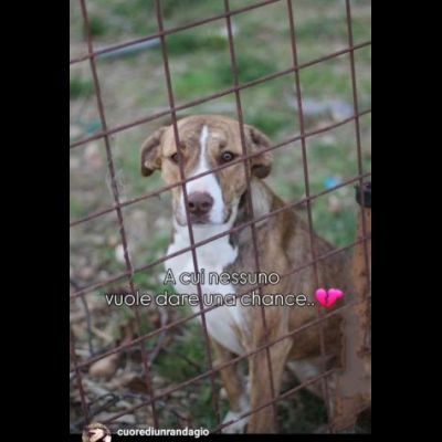 MACCHIA UNA NUOVA VITA PER LEI CAGNOLINA IN ADOZIONE - Foto 5