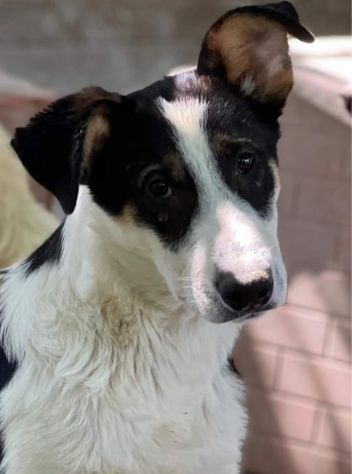 Dylan mix Border 2anni..18mesi di invani appelli.ROMA - Foto 4