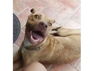Pitbull femmina Red Nose bella e buona RISCHIA DI TORNARE AL SUD! PROV VARESE