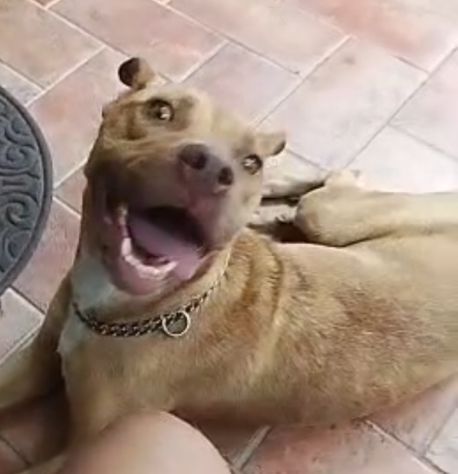 Pitbull(o simil)femmina Red Nose 3anni buona RISCHIA DI TORNARE AL SUD! VARESE