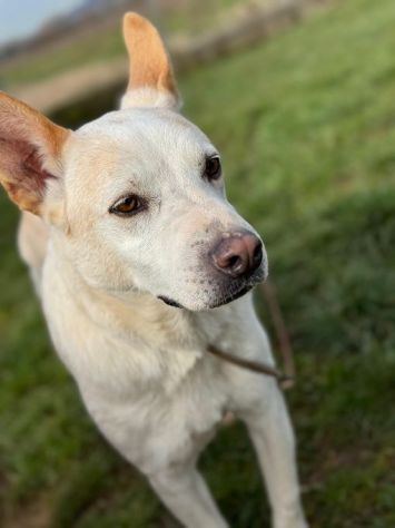 WHITE una vita buttata, simil pastore svizzero cane in adozione tg media
