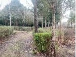 Terreno agricolo in vendita a Toiano - Siena 2710 mq  Rif: 1302682