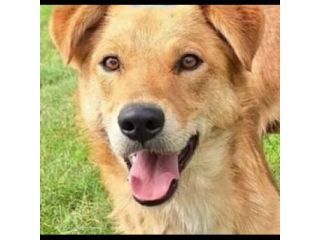 FABER TENERO E AFFETTUOSO CAGNOLINO IN ADOZIONE