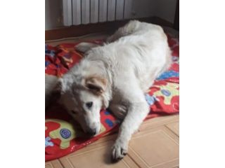 18mesi femmina t8g grande bellissima tolta da una vita pessima!NAPOLI