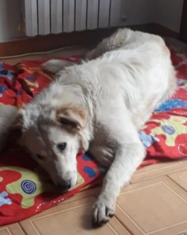 2anni femmina tg grande bellissima tolta da una vita pessima!NAPOLI
