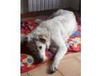 2anni femmina tg grande bellissima tolta da una vita pessima!NAPOLI