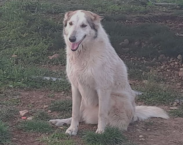 HUSKINA, incrocio collie, adozione del cuore (a Mantova) - Foto 3