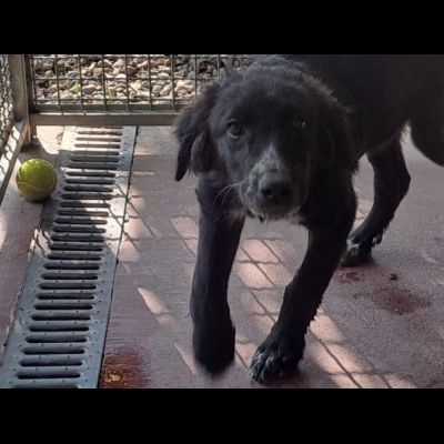 CUCCIOLI IN ADOZIONE - Foto 5
