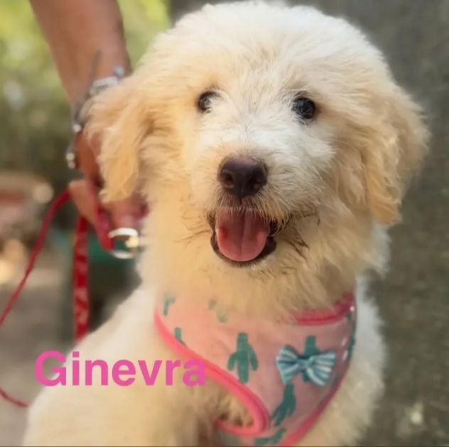 Cuccioli di due mesi in cerca di adozione - Foto 6