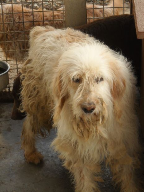 GEREMIA, simpaticissimo spinone - Foto 4