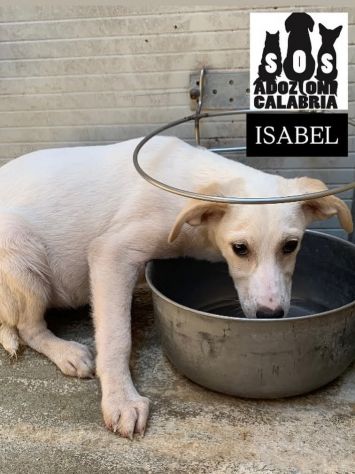 CUCCIOLI IN ADOZIONE - Foto 2