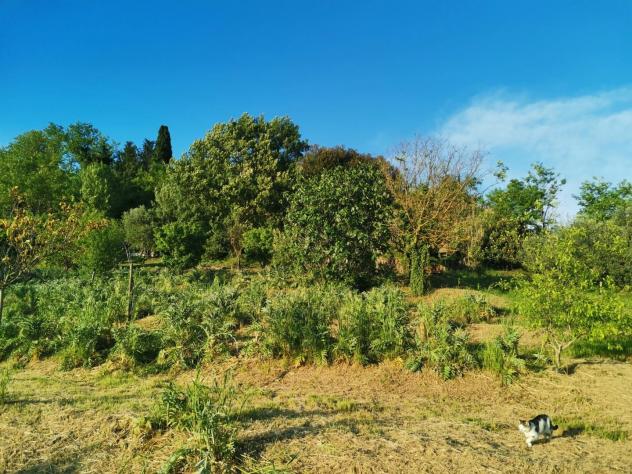 Terreno agricolo in vendita a Poggibonsi 3500 mq Rif: 1335508 - Foto 2