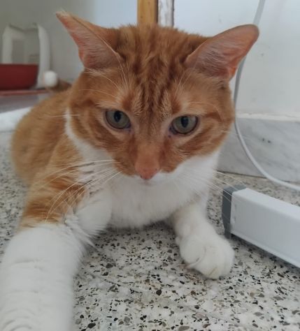 Ciccio, meraviglioso gattone - Foto 3