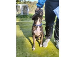 Apollo simil amstaff
