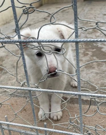 CUCCIOLI 2 MESI SIMIL LABRADOR taglia media - Foto 2