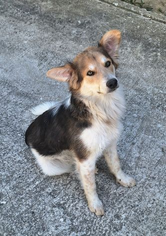 Kaan 8 mesi mix border collie - Foto 5
