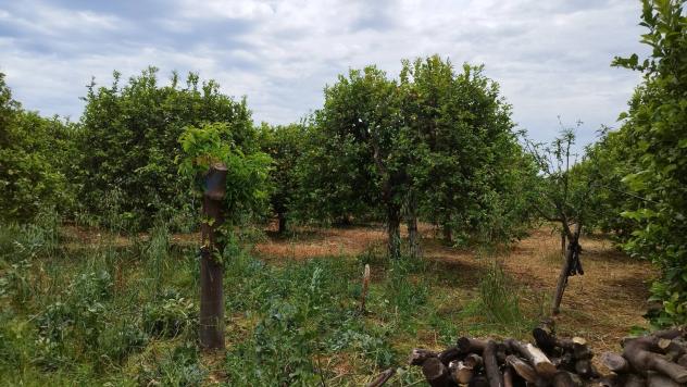 Terreno in vendita a Noto, San Lorenzo - Foto 4