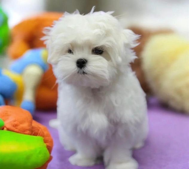 maltese