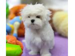 maltese