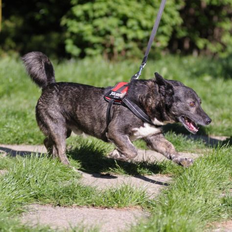 FLASH, 6 ANNI, TAGLIA MEDIO PICCOLA, RINCHIUSO DA TUTTA LA VITA IN CANILE - Foto 6