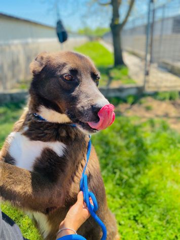 CANE IN ADOZIONE: ZAMPA BIANCA e i suoi calzini. - Foto 8