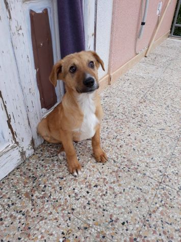 ROMOLO, stupendo cucciolino - Foto 2