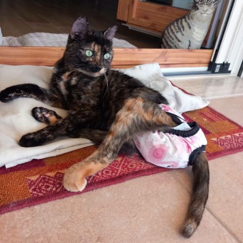 CAROTINA, micia per adozione del cuore! - Foto 8