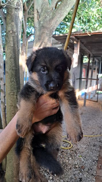 Cuccioli di pastore tedesco - Foto 5