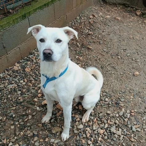 CALI' CAGNOLINO IN ADOZIONE