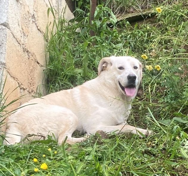 LIBECCIO buonissimo e pacato, aspetta una famiglia, cane in adozione - Foto 8