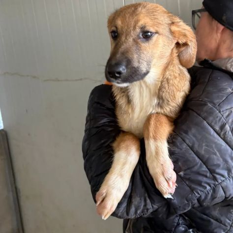 CUCCIOLI IN ADOZIONE : MOCKY GIOIOSO E CURIOSO TG MEDIA - Foto 6