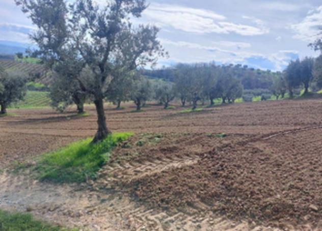 Immobile in asta di 43400 m² in vendita a Altomonte - Foto 10