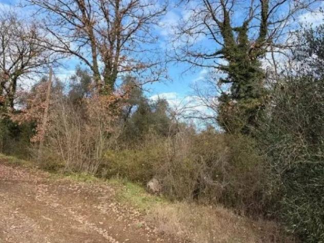 Immobile in asta di 14090 m² in vendita a Bomarzo - Foto 4