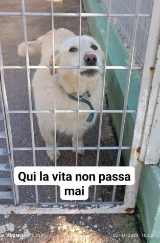 Sam e Dave cagnolini in adozione taglia medio piccola - Foto 3