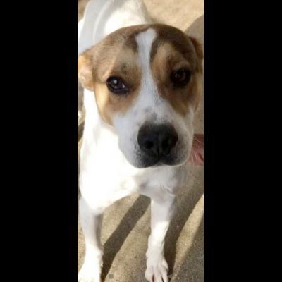 CAIO, cerca salvezza dal canile, cane in adozione tg medio piccola - Foto 5