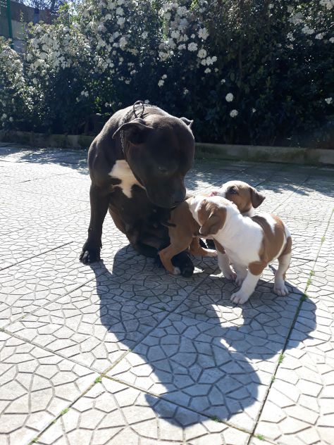 ALLEVAMENTO E CUCCIOLI AMSTAFF IN BASILICATA - Foto 4
