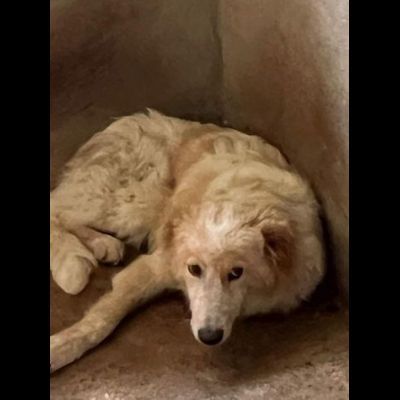 UN'OCCASIONE PER ARMANDINO: cane in adozione nato nel dicembre 2023 - Foto 2